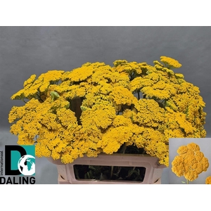 Achillea F Park Variety