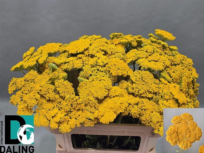 <h4>Achillea F Park Variety</h4>