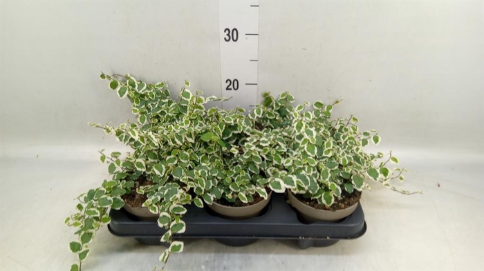 <h4>Ficus pumila 'Belle Sunny'</h4>