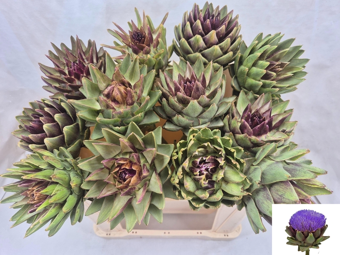 <h4>Cynara Sc Green Glob</h4>