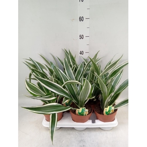 Dracaena fr de 'White Stripe'