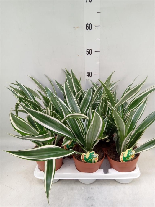 <h4>Dracaena fr de 'White Stripe'</h4>
