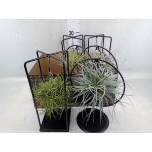 Tillandsia