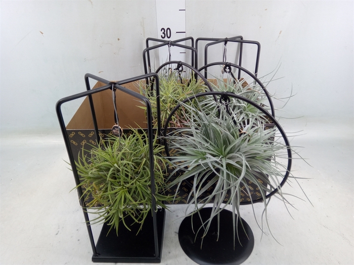 <h4>Tillandsia</h4>