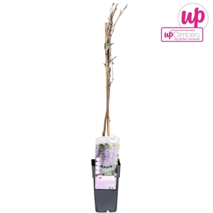 Wisteria floribunda Naga Noda P15