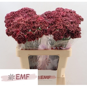 DI ST COPPER EXTASIS