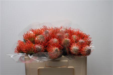 <h4>Leuco Tango</h4>