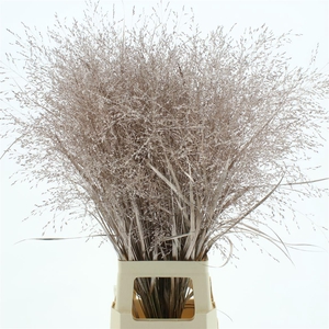 Siergras Klb Champagne