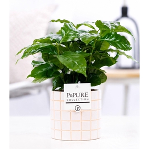 Coffea Arabica in P&PURE Pure Tirza ceramics