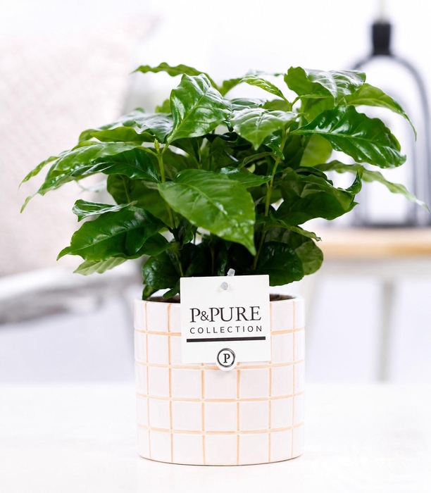 <h4>Coffea Arabica in P&PURE Pure Tirza ceramics</h4>