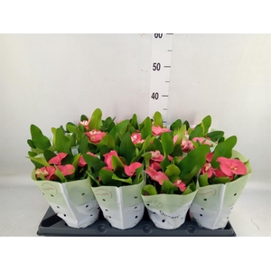 Euphorbia milii   ...