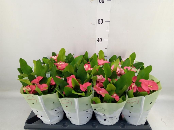 <h4>Euphorbia milii   ...</h4>