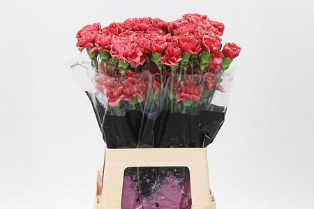 <h4>Di St Fabulous</h4>