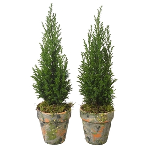 PTK25163 Ellwoodii in terracotta pot