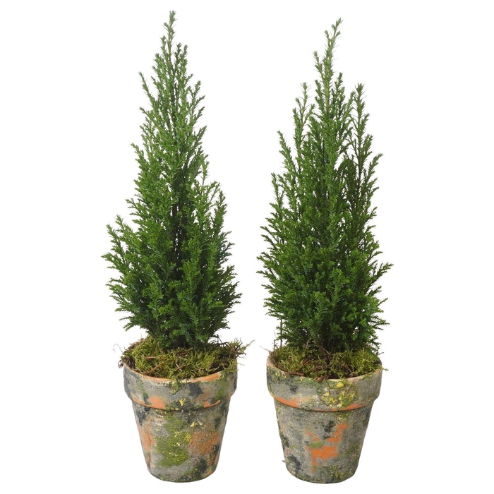 <h4>PTK25163 Ellwoodii in terracotta pot</h4>