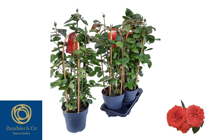 <h4>ROSA FL BELLA SELECT</h4>