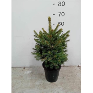 Picea pungens 'Super Blue'