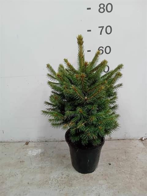 <h4>Picea pungens 'Super Blue'</h4>