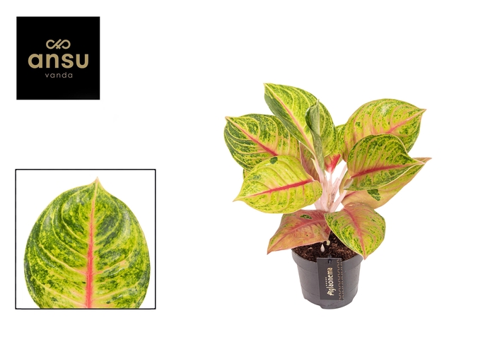 Aglaonema Iguana Red 12Ø 35cm 1pp