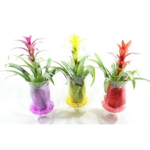 Guzmania Op Voet