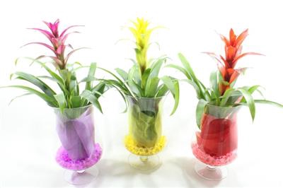<h4>0. Windlicht Guzmania</h4>