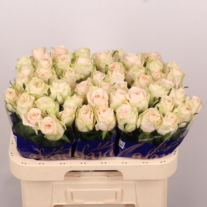 R GR WEDDING ROSE