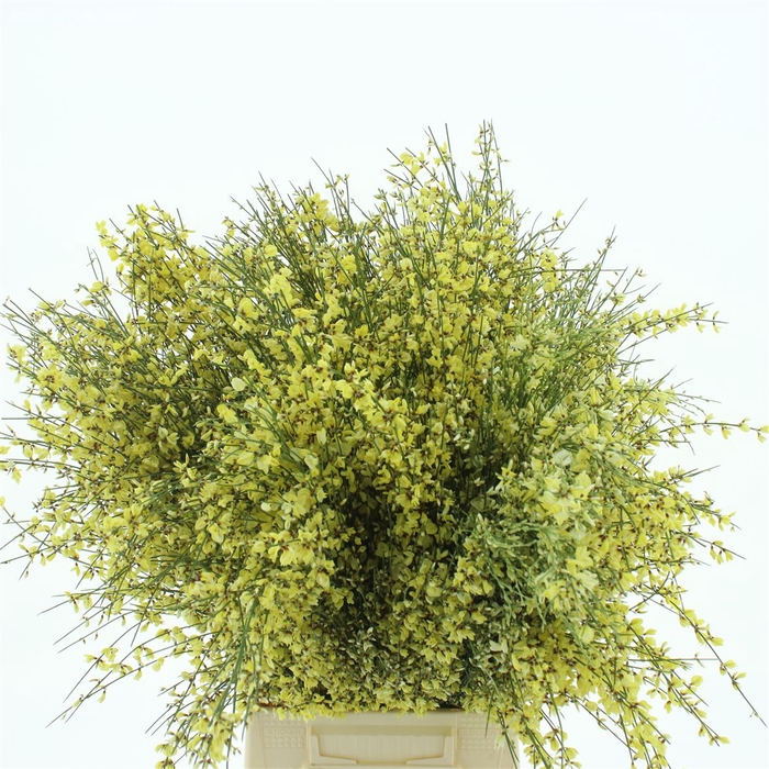 <h4>Ginster Yellow P Bunch 400gram</h4>