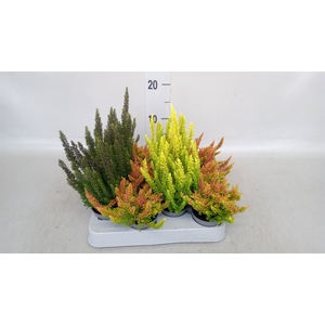 Calluna vulg. 'Skyline'   ...mix