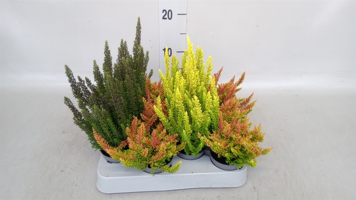 <h4>Calluna vulg. 'Skyline'   ...mix</h4>