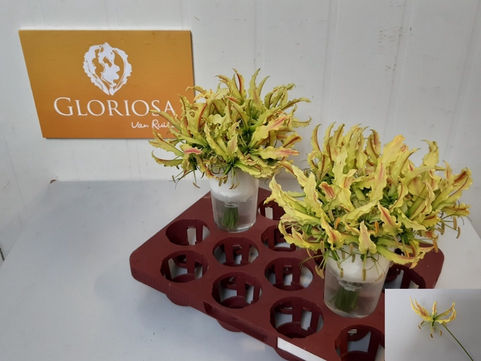 <h4>GLORIOSA SP STRIPE</h4>