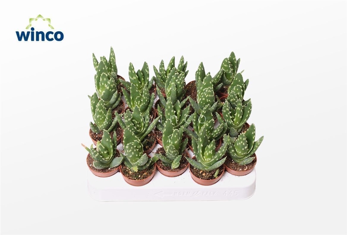 <h4>Aloe Variegata Magic</h4>