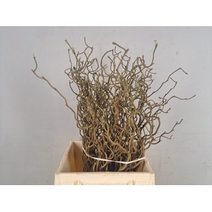 CORYLUS AV CONTORTA 1 JARIG