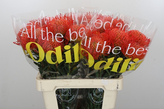 <h4>Nutans Succession</h4>