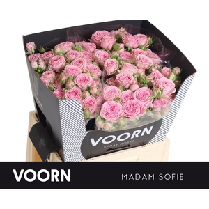 Rosa spray madam sofie
