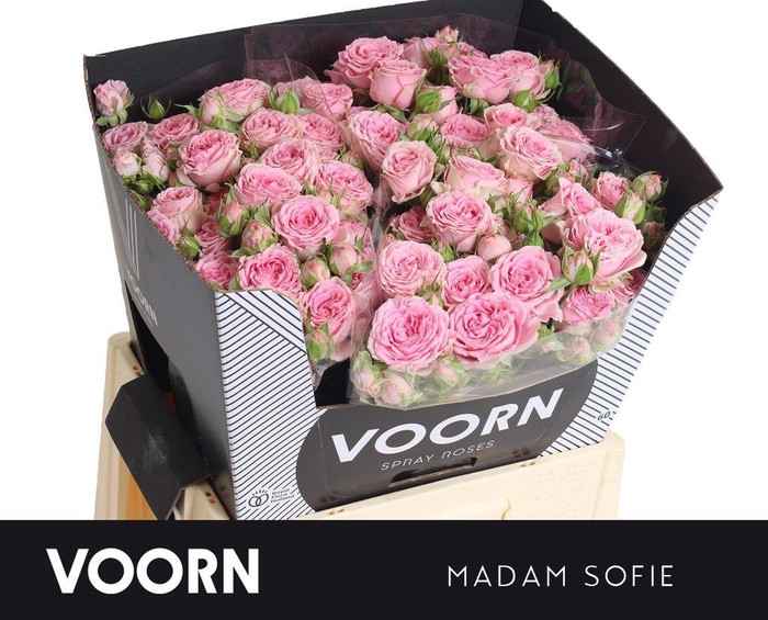 <h4>Rosa spray madam sofie</h4>