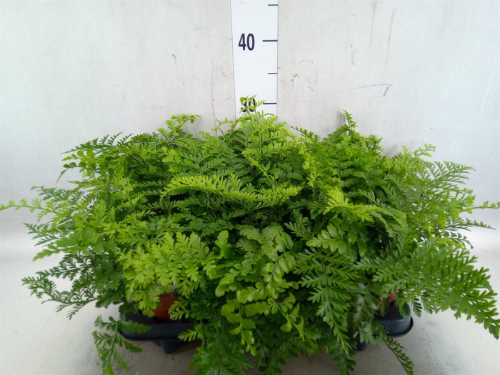 <h4>Asplenium parvati</h4>