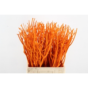 Mitsumata Flock Orange Bs(10)