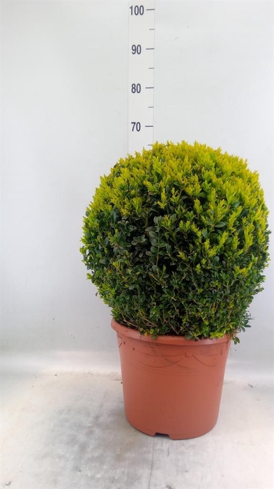 <h4>Buxus semp. ...</h4>