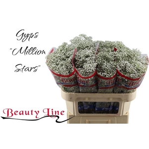 GYPS PA MILLION STAR