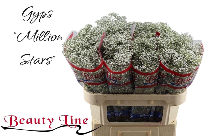 <h4>GYPS PA MILLION STAR</h4>
