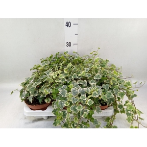 Hedera helix 'White Wonder'