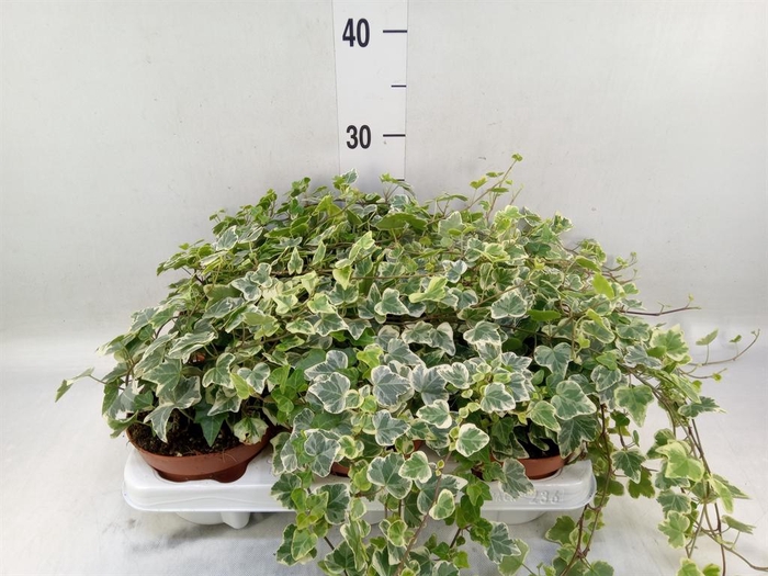 <h4>Hedera helix 'White Wonder'</h4>
