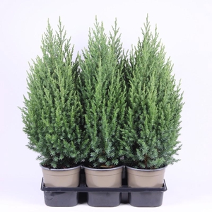 Juniperus Chinensis Stricta