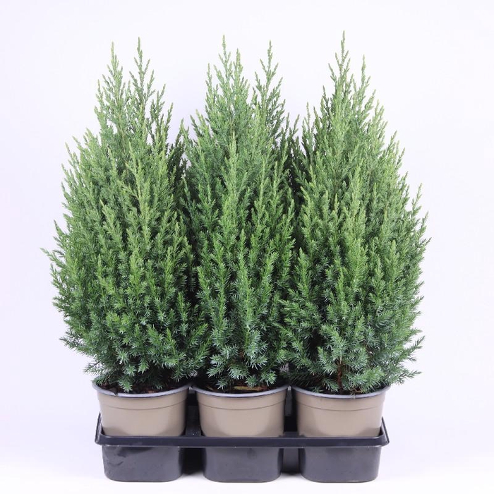 <h4>Juniperus Chinensis Stricta</h4>
