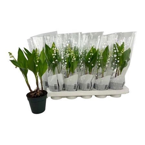 CONVALLARIA MAJALIS 2
