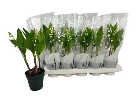 <h4>CONVALLARIA MAJALIS 2</h4>