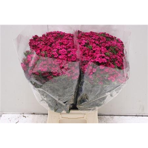 Di Barb Am Neon Cher