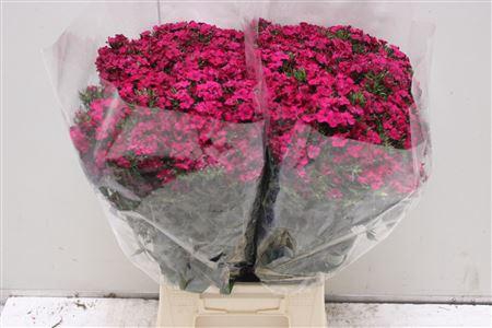 <h4>Di Barb Am Neon Cher</h4>