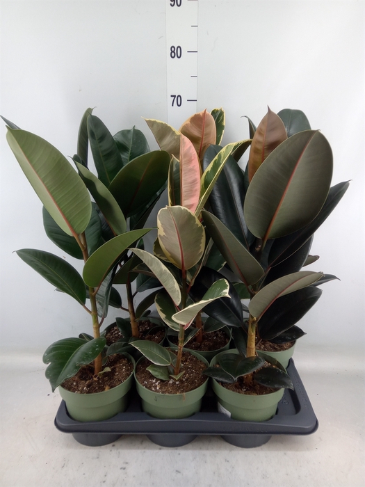 <h4>Ficus   ...mix</h4>