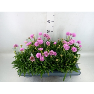 Armeria pseud. 'Dreameria Sweet Dr'